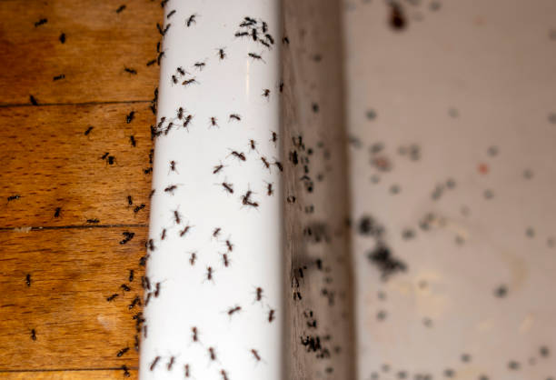 Best Affordable Pest Control Services  in Charleston, WV
